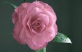 A beautiful pink camellia with water drops under the gentle sun.