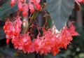 Beautiful pink Cane-Like Begonia 'Torch' flowers