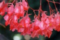 Beautiful pink Cane-Like Begonia 'Torch' flowers