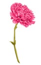 Beautiful pink carnation with the effect of a watercolor drawing isolated on white background. Hand-drawn with effect of drawing Royalty Free Stock Photo
