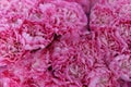 Beautiful pink carnation flower background, blooming summer flowers festive Royalty Free Stock Photo