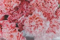 Beautiful pink carnation flower background, blooming summer flowers festive Royalty Free Stock Photo