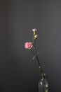 Beautiful pink carnation flower in a glass bottle on a gray background.