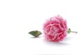 Pink carnation flower isolated on white background