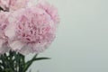 Beautiful pink carnation flower isolated on white background Royalty Free Stock Photo