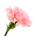 Pink carcantion isolated on white background Royalty Free Stock Photo