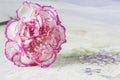 Beautiful pink carnation flower on a white wooden background. Ma Royalty Free Stock Photo