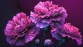 Beautiful pink carnation flowers on a dark background. 3d rendering Royalty Free Stock Photo