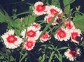 Beautiful pink carnation flowers in the flowerbed