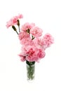 Beautiful pink carnation flowers isolated on white background Royalty Free Stock Photo