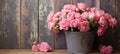 Beautiful pink carnation flowers in a rustic zinc bucket happy mothers day concept Royalty Free Stock Photo