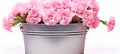 beautiful pink carnation flowers in a zinc bucket, perfect for celebrating mothers day Royalty Free Stock Photo