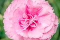 Beautiful pink carnation with green background Royalty Free Stock Photo