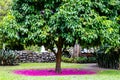 Beautiful pink carpet of flowers under a Malay rose apple (Syzygium malaccense ) tree Royalty Free Stock Photo