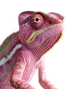 Pretty Pink Chameleon Isolated on a White Background