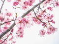 Beautiful pink cheery blossoms Royalty Free Stock Photo