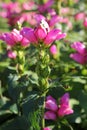 Beautiful pink Chelone obliqua Red Turtlehead in a summer day