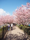 Beautiful pink cherry bloosom with perfect blue sky in Shizuoka Japan