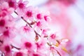 Beautiful pink cherry blossom Royalty Free Stock Photo