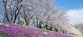 Beautiful pink Cherry Blossom blooming at Kawaguchiko lake. Spring Season. landmark and popular for tourist attractions; Yamanashi