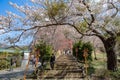 Beautiful pink Cherry Blossom at Chureito red Pagoda temple area. Spring Season at Fujiyoshida. landmark and popular for tourist