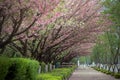 spring pink cherry blossom and footway