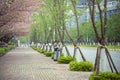 spring pink cherry blossom and footway