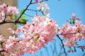 Beautiful pink cherry blossom flower at full bloom in Tawan. Royalty Free Stock Photo