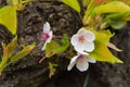 Beautiful pink Cherry blossom , Pink sakura