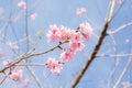 Beautiful pink cherry blossom (Sakura) flower at full bloom on b