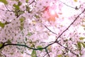 Beautiful pink cherry blossom Sakura flower at full bloom. Background