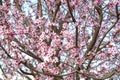 Beautiful pink cherry blossom Sakura flower at full bloom Royalty Free Stock Photo