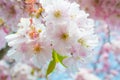 Beautiful pink cherry blossom (Sakura) flower at full bloom Royalty Free Stock Photo