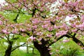 Beautiful pink cherry blossom sakura in spring time, vivid pink cherry blossom flowers Royalty Free Stock Photo