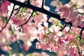 Beautiful pink cherry blossom Sakura which petals are glowing in spring sunshine with Vintage Tone. Royalty Free Stock Photo