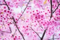 Beautiful pink cherry blossom soft focus.Vivid color of Cherry B Royalty Free Stock Photo