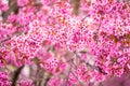 Beautiful pink cherry blossom soft focus.Vivid color of Cherry B Royalty Free Stock Photo
