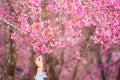 Beautiful pink cherry blossom soft focus.Vivid color of Cherry B Royalty Free Stock Photo