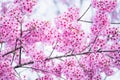 Beautiful pink cherry blossom soft focus.Vivid color of Cherry B Royalty Free Stock Photo