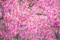 Beautiful pink cherry blossom soft focus.Vivid color of Cherry B