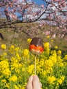 Beautiful pink cherry blossom with a Strawberry lollipop in Japan