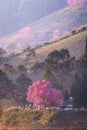 Beautiful pink cherry blossom tree in the morning mist