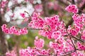 Beautiful pink cherry blossom.Vivid color of Cherry Blossom or p Royalty Free Stock Photo