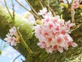 Blooming pink cherry blossom tree in japanese garden Royalty Free Stock Photo
