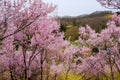 Beautiful pink cherry blossoms on the hill,Hanamiyama Park,Fukushima,Tohoku,Japan.