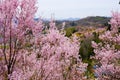 Beautiful pink cherry blossoms on the hill,Hanamiyama Park,Fukushima,Tohoku,Japan.