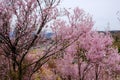 Beautiful pink cherry blossoms on the hill,Hanamiyama Park,Fukushima,Tohoku,Japan.