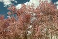 Beautiful pink cherry blossoms on a spring day