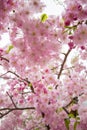 Beautiful pink cherry blossoms at Sumida park,Taito-ku,Tokyo,Japan in spring