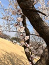 Beautiful pink cherry blossoms on the tree under blue sky, Beautiful Sakura flowers during spring season in the park, Floral Royalty Free Stock Photo